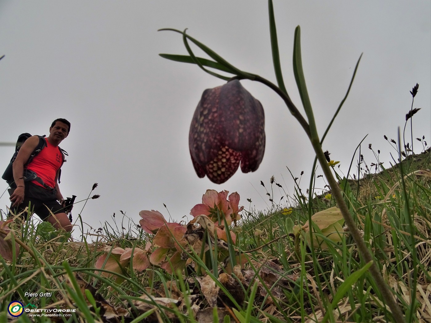 51 Fritillaria  (Fritillaria meleagris) poco sotto la cima del Cancervo .JPG